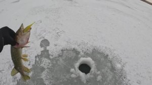 Стоило только отобрать приманку сразу УДАР! Зимняя рыбалка на щуку со льда