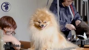 Шпиц. Дрессировка шпица. Воспитание шпица.