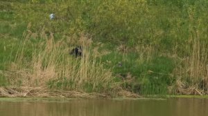 Натаска лабрадора. Блайнд (невидимая подача) через воду.