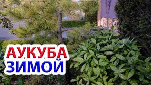 Аукуба японская в открытом грунте для мягкой зимы. А также бересклет, фотиния и др.