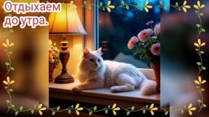 Доброй ночи. Красивое видео. Котики.