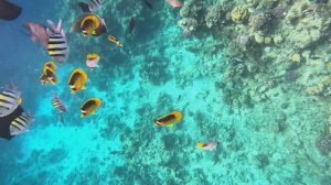 Siva Sharm Home Reef