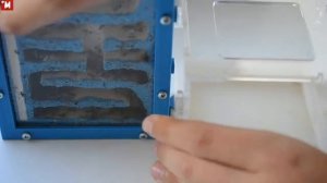 Муравьи Афеногастер шури. Вертикальный формикарий.