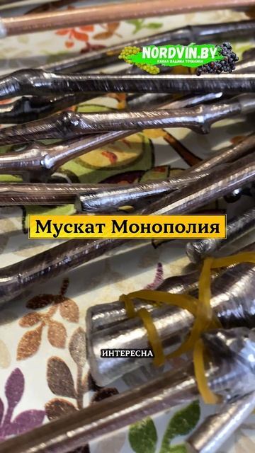 Новинки винограда для испытания на моём участке в 2026 году. #виноград  #сортавинограда смотреть онлайн