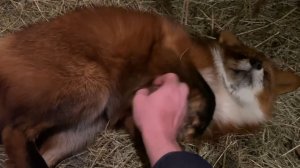 Лиса-Алиса. Лис Игнис в снежной засаде