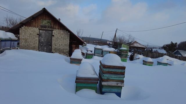 Проверка зимовки пчел, Пасека Старчевских, Сибирь смотреть онлайн