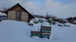 Проверка зимовки пчел, Пасека Старчевских, Сибирь