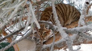 Погладь кота