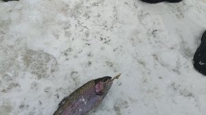 Основной водоём. Дуплет.