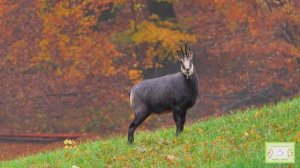 Дискавэри: Невероятные животные в сверхдетализированном 4K Видео