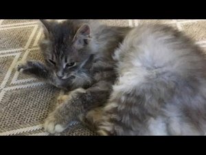 ⚠️ Срочно ! КОТИК ИЩЕТ ДОМ ! Кот похож на нашу кошку МАСЮ ! Давайте найдём дом для котика !