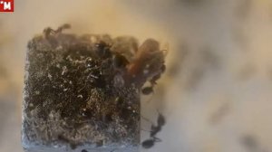 Муравьи мессор структор (жнецы) и жук хрущак. Кормление.