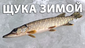 Ловля щуки на поставушки. Зимняя рыбалка на льду.