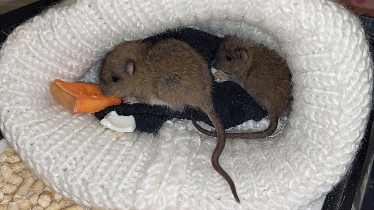 АННА. Я спасла двух маленьких крысят смотреть онлайн