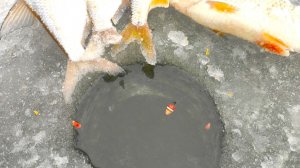 ВЫКЛАДЫВАЕТ ПОПЛАВОК...КАК В ДЕТСТВЕ!!! ЗИМНЯЯ РЫБАЛКА НА ПОПЛАВОК И МОРМЫШКУ