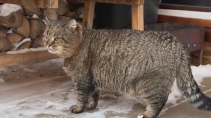 ДНЕВНИК лесного кота Барсика: «Доброе утро!» - 3 января 2026 года