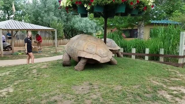 Гигантские черепахи на полной скорости смотреть онлайн