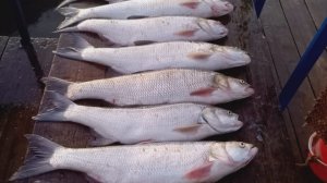 Октябрь 2025. Волго-Каспийский канал. Рыбалка.