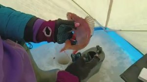 ДЕВЧОНКИ НА ЗИМНЕЙ РЫБАЛКЕ В ДЕРЕВНЕ! Последний лед и раздача густеры