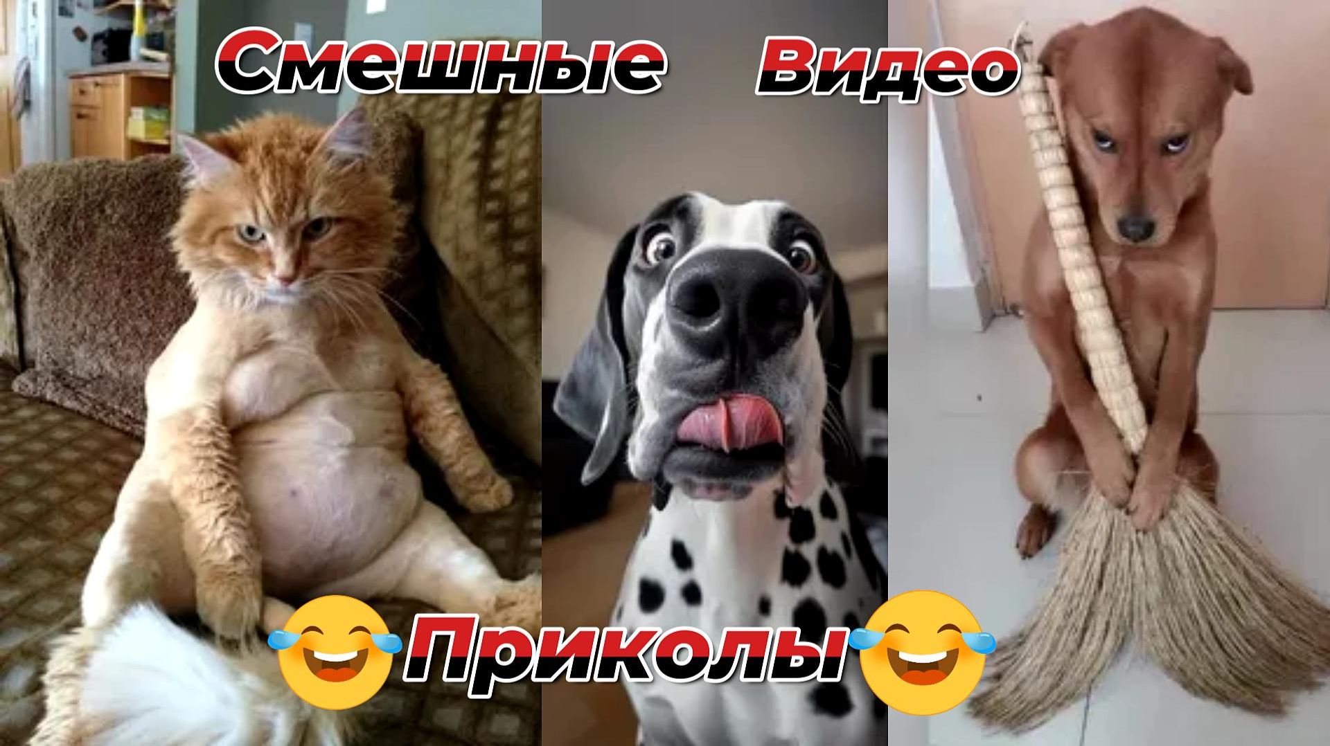Смешные видео приколы|Коты и собаки|Юмор и Приколы смотреть онлайн