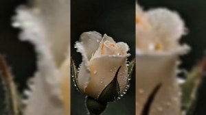 Розы.Пробуждение.Релакс.