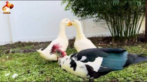 Забавные утки мускусные и пекинские на свободном выгуле со своими друзьями ч.(336) ❣️🤗😂