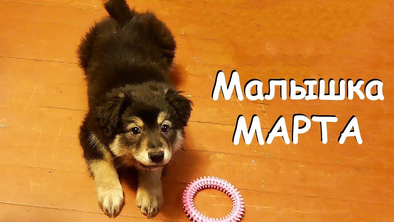 ЩЕНОК МАРТА. Я НЕ ВИДЕЛ ЭТИ ВИДЕО ЦЕЛЫХ 10 ЛЕТ! смотреть онлайн