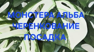 Монстера Альба размножение посадка часть1