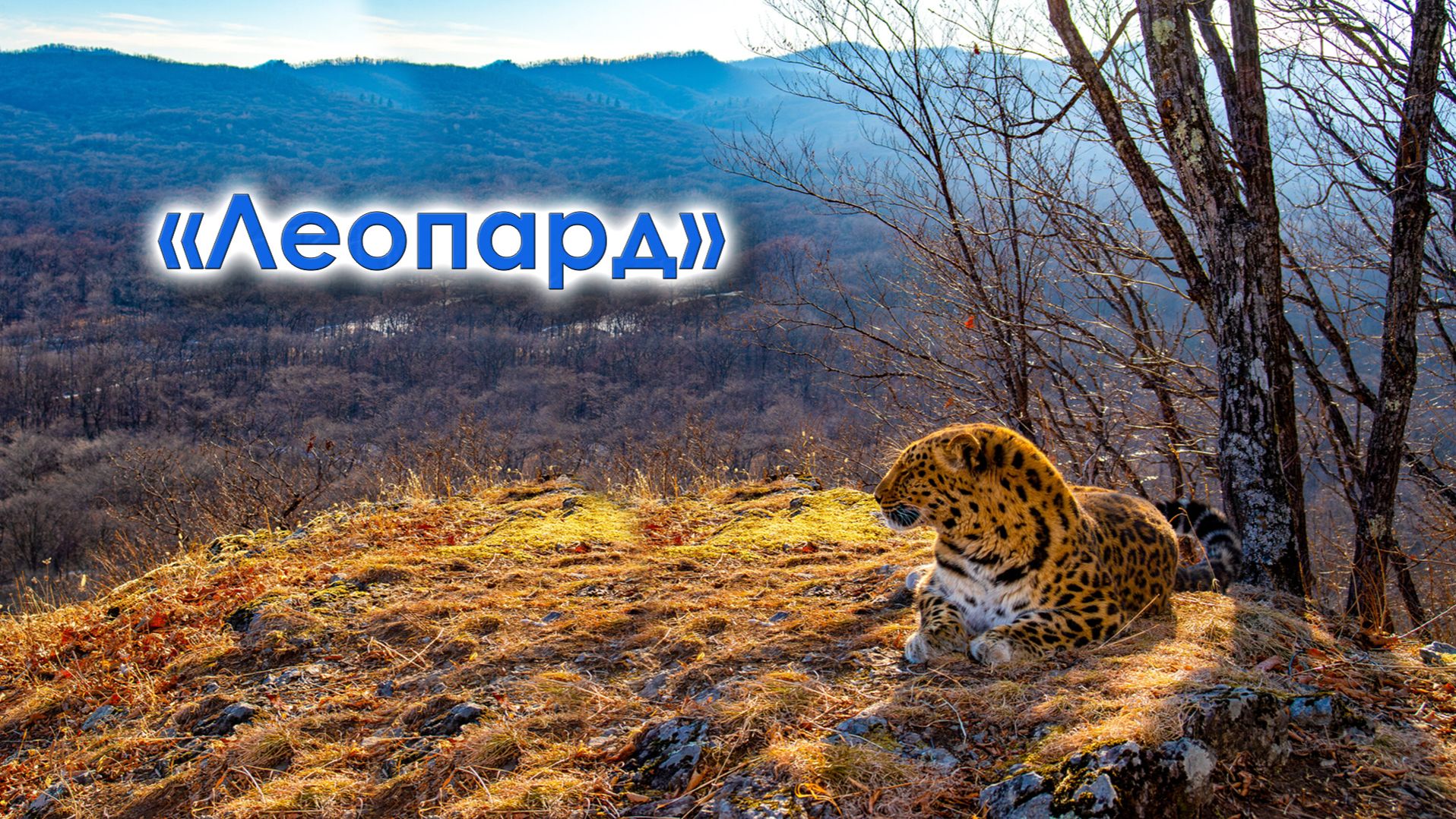 Александр Белезяков. Песня Леопард живое выступление