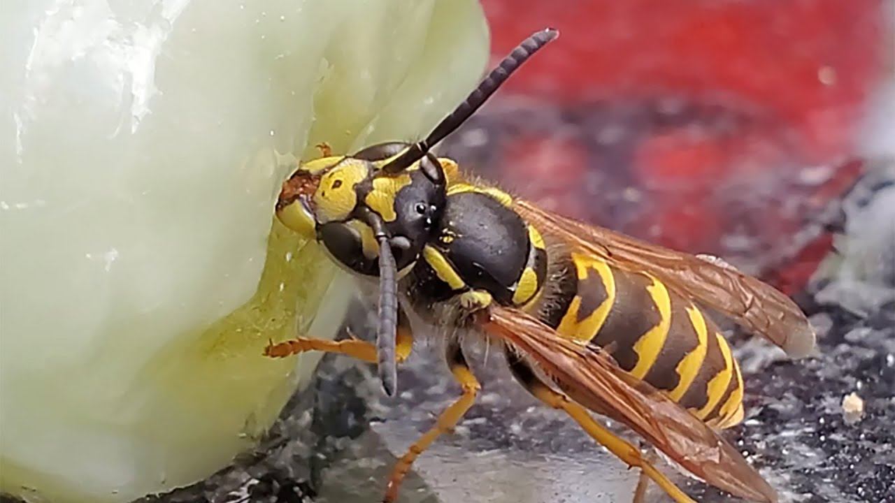 Оса ест конфету смотреть онлайн