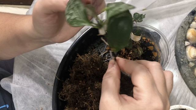 Как укоренить черенки Хой. Пересадка черенков  в Серамис на фитильный автополив. смотреть онлайн