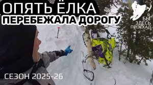 Приисковый. Опять ёлка!