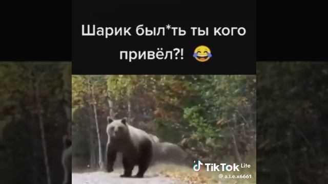 ШАРИК ПОДЛЕЦ🤣.mp4 смотреть онлайн