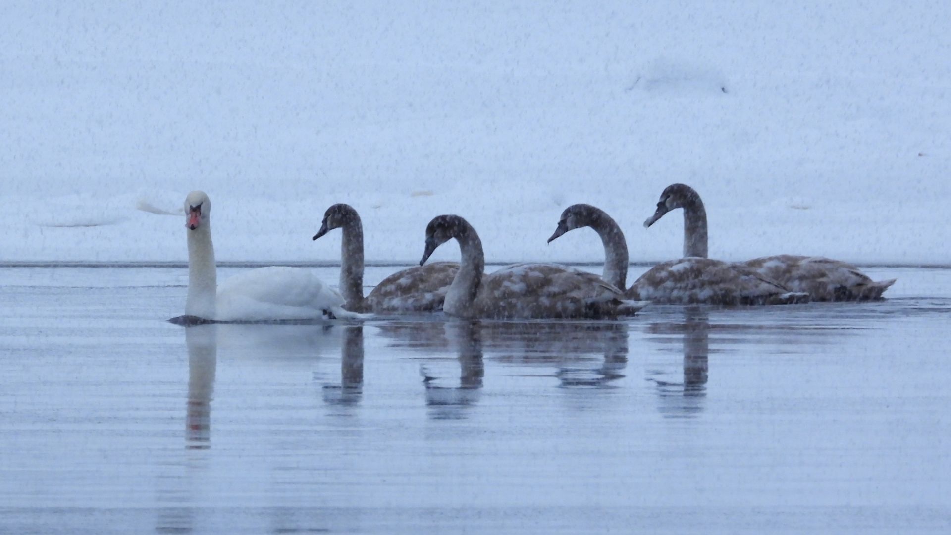 Лебеди зимой в Великом Новгороде,  наблюдение птиц 7 января 2026 смотреть онлайн
