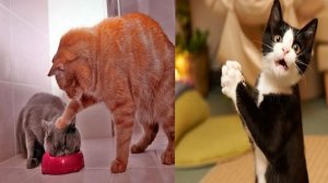 ПРИКОЛЫ С ЖИВОТНЫМИ😺🐶 | СМЕШНЫЕ КОТЫ и СОБАКИ😂