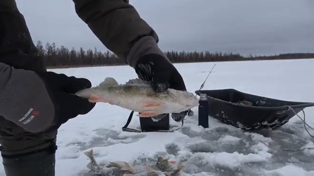 ЗОЛОТАЯ БЛЕСНА И ЖОР ГОРБАТЫХ ОКУНЕЙ! РЫБАКИ НЕДООЦЕНИВАЮТ ЕЁ, А ОНА ЛОВИТ КРУГЛЫЙ ГОД! Первый лёд. смотреть онлайн