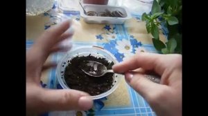 2109. (2026 г ) Посев баклажана традиционным, но с секретом, способом.Видео прошлых лет,ВПЛ.