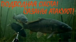 ПОДВОДНАЯ ОХОТА НА МЕЛКОВОДЬЕ! КРАСИВЕЙШИЕ КАДРЫ РЫБ!