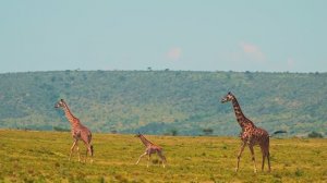 КРАСИВАЯ, АТМОСФЕРНАЯ, ЛУЧШАЯ МУЗЫКА ДЛЯ ДУШИ. СБОРНИК. BEAUTIFUL,  THE BEST MUSIC FOR THE SOUL