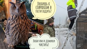 Раскапываем совиные домики из-под снега, пока сова Ёль в доме с котиками суету наводит