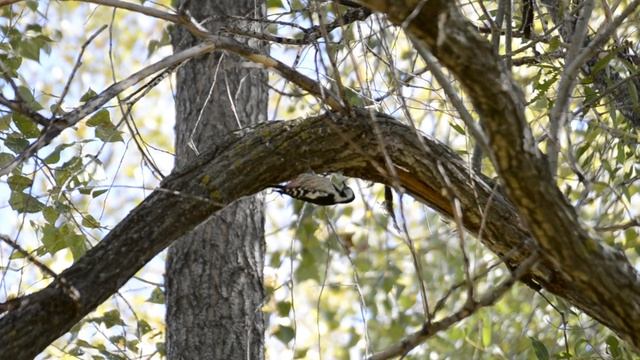 Птица Дятел. Смотрим за дятлом и наслаждаемся живой природой. Релакс. смотреть онлайн