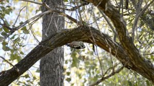 Птица Дятел. Смотрим за дятлом и наслаждаемся живой природой. Релакс.