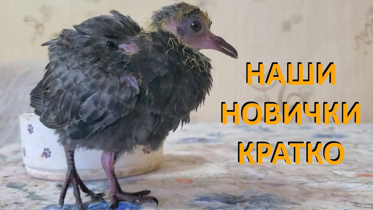 НАШИ НОВЫЕ ЖИВОТНЫЕ. КРАТКО смотреть онлайн