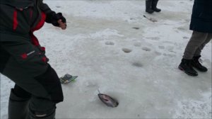 Рождественские поимки форели. Клёвое место, Лосиный остров, нижний водоём.