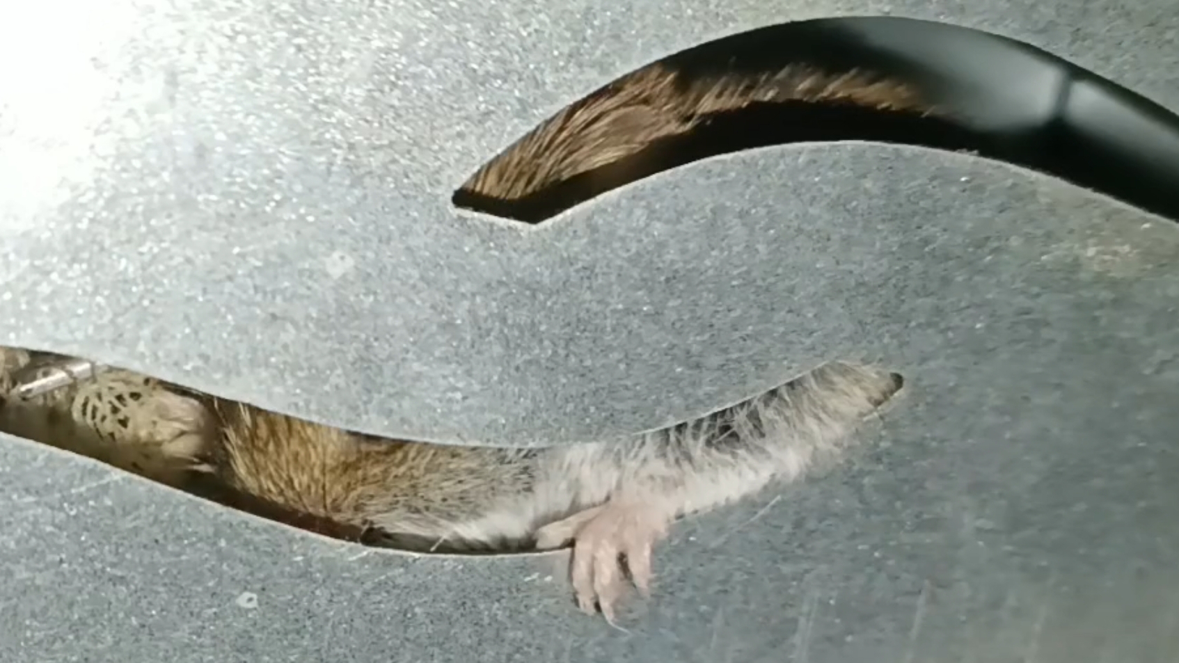 RSCHS внимание опасность! угроза атаки нападения тарелочниц продолжается ежедневно! смотреть онлайн