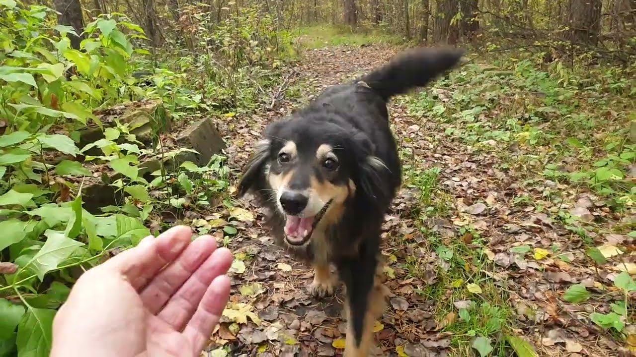 ЛЕСНЫЕ БЕСЕДЫ. О разном смотреть онлайн