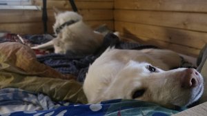 На Рождество