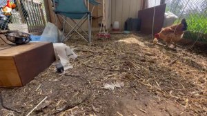 Любовь птицевода к Курочкам 🐥🐔🥚 Нежное видео 🐓 Версия (106)