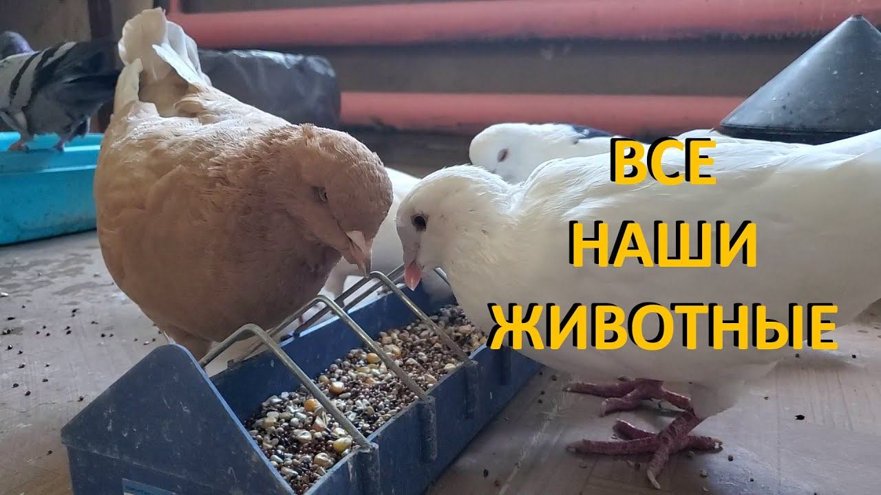 ВСЕ НАШИ ЖИВОТНЫЕ смотреть онлайн