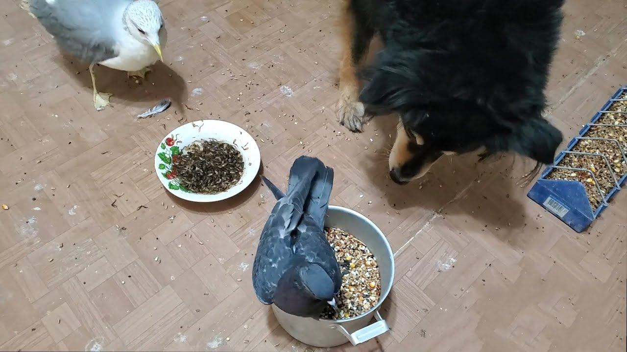 Закупка корма для животных. БЛАГОДАРНОСТЬ ЗА ПОДДЕРЖКУ смотреть онлайн